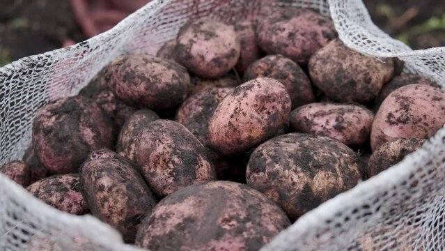 papas dentro de costal recogidas en cultivo de papa