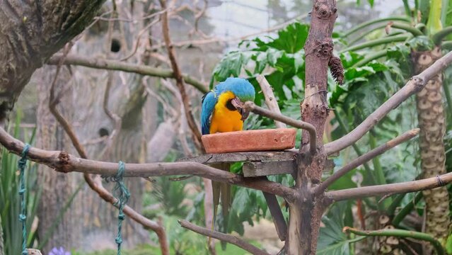 Guacamaya azul y amarilla naranja comiendo en selva 