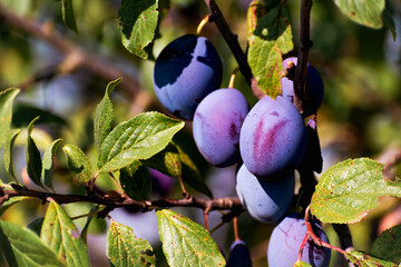 Plums in an orchard in France in summer. Blue and purple plums in the garden, prunus domestica - obrazy, fototapety, plakaty