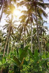 Obraz na płótnie Canvas Palm tree tropical sunny forest, vacation concept