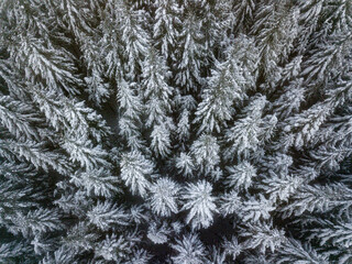 Aerial view of snow covered fir trees