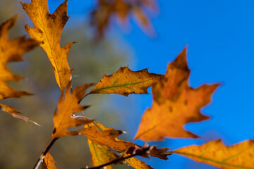 Orange oak foliage close up