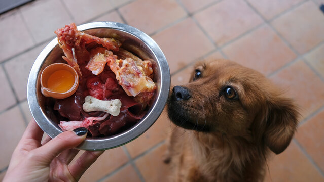 Perro marr&oacute;n esperando emocionado para comer una alimentaci&oacute;n natural. Dieta barf