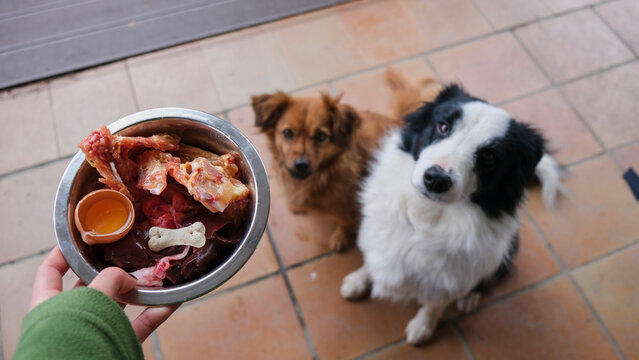 Perros Border Collie y marr&oacute;n sentados esperando a comer comida natural. Dieta Barf