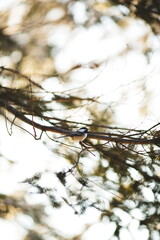 A chickadee in Ontario, Canada. Nature and wildlife in North America.