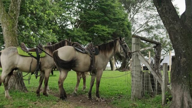 Dos caballos descansando amarrados bajo la sombra entre &aacute;rboles en un campo verde 