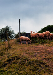 A flock of sheep French Pyrenees