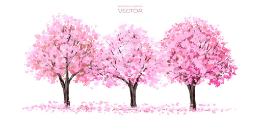 Vector watercolor Sakura blooming flower tree side view isolated on white background for landscape and architecture drawing, elements for environment and garden,botanical for section in spring 