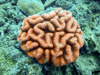 red coral reef in sea