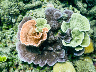 colorfull coral reef in sea