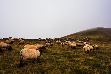 The mixed flock of sheep and goats grazing on meadow along the Camino de Santiago