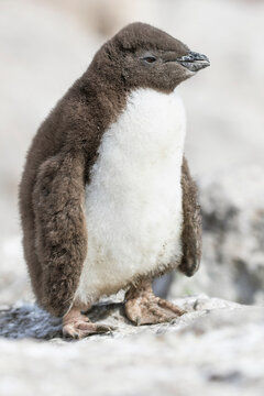 Juvenil de pinguino de penacho amarillo con plumon. Puerto Deseado, Argentina.