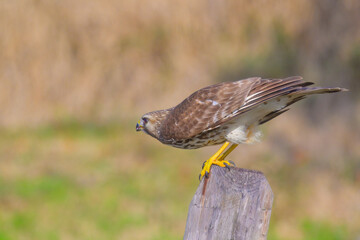 Juvenile red shouldered hawk