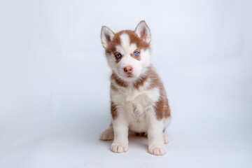 siberian husky puppy sitting on a white background