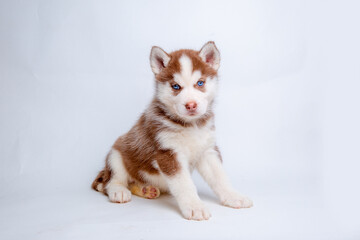 Fototapeta na wymiar siberian husky puppy sitting on a white background
