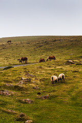 Horses and goats grazing on Camino de Santiago