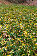 yellow foliage of trees on green grass in autumn
