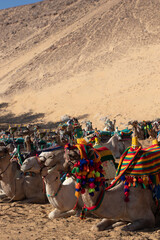 Vertical view of plenty of camels sitting in the desert dressed with colorful apparel and reins. Animal cruelty and abuse for turist atracttion