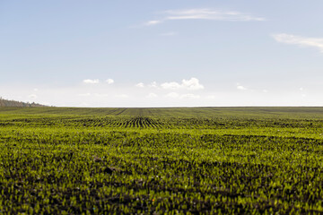 Winter wheat variety covered with dew drops