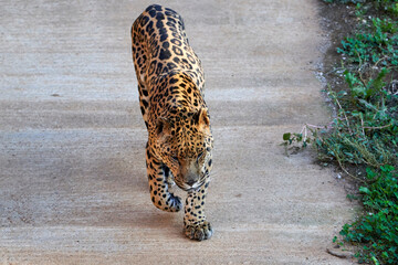 Beautiful portrait of a jaguar with its fur full of black spots walking with its head down in the natural park of Cabarceno, Cantabria, Spain, Europe © Vicente
