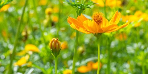 flowers yellow  beautiful  in the garden in the morning time