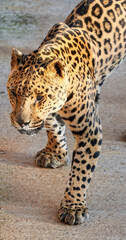 Beautiful vertical portrait of a jaguar with its fur full of black spots in the Cabarceno Natural Park, Cantabria, Spain, Europe