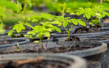tree plant newborn  with green leaves in a pot