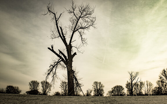 Old Trees