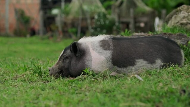 Cerdo peque&ntilde;o tranquilo acostado en el c&eacute;sped en un plano completo 