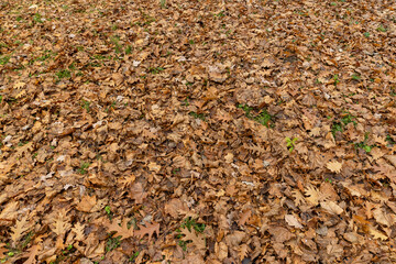 Dull orange foliage on trees in autumn cloudy weather