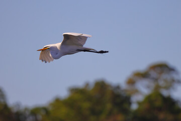 Flying great egret against blurred blue sky on sunny day. 