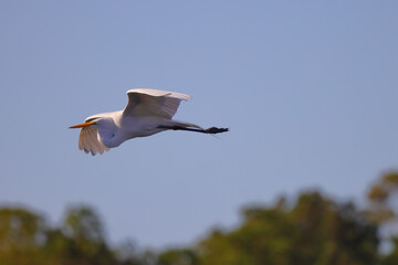 Flying great egret against blurred blue sky on sunny day. 