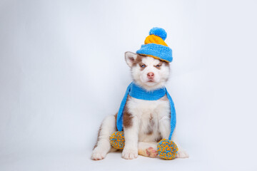 Fototapeta na wymiar a Siberian husky puppy in a knitted hat and scarf sits on a white background