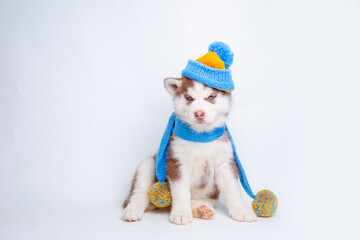 a Siberian husky puppy in a knitted hat and scarf sits on a white background