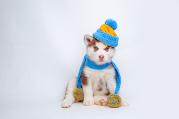 Fototapeta na wymiar a Siberian husky puppy in a knitted hat and scarf sits on a white background