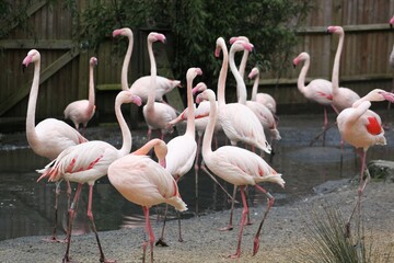 Obraz na płótnie Canvas Flamingos