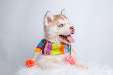 a Siberian husky puppy in a knitted hat and scarf sits on a white background