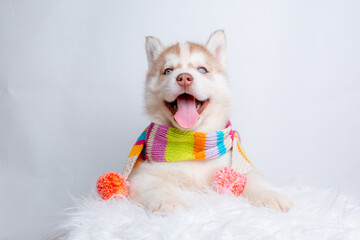 a Siberian husky puppy in a knitted hat and scarf sits on a white background