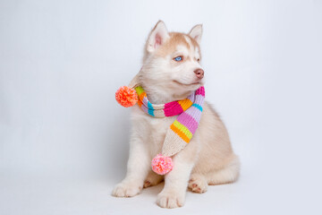 a Siberian husky puppy in a knitted hat and scarf sits on a white background