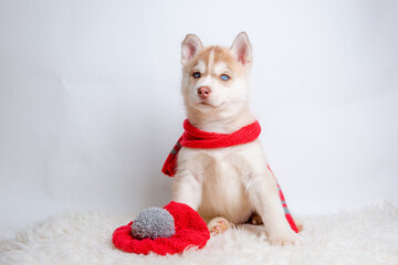 a Siberian husky puppy in a knitted hat and scarf sits on a white background