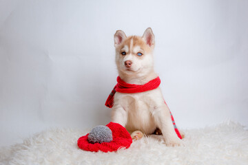 a Siberian husky puppy in a knitted hat and scarf sits on a white background
