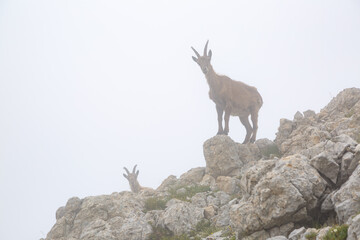 Bouquetin des Alpes sur un rocher sous le brouillard