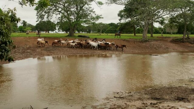 Caballos atravesando un camino inundado en un campo verde con &aacute;rboles en un plano abierto 