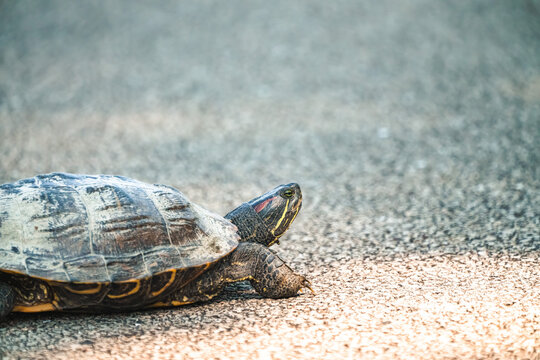 Wildlife photograph of a large painted turtle crawling across a blacktop paved bike path as the sun reflects off the surface.
