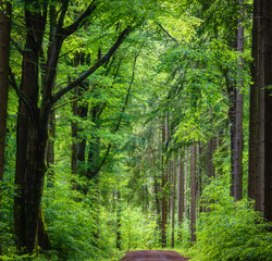 footpath in the forest