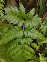 fern leaves