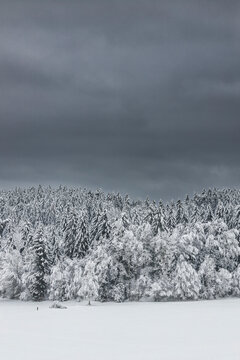 Snowy Forest under Storm Clouds