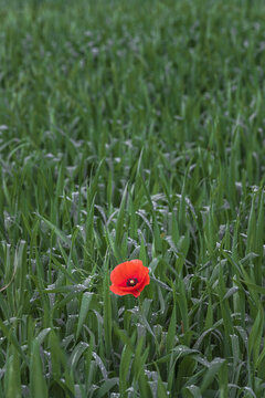 Hafnerbach - Morning Walk in the Fields
