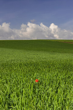 Lonely Poppy