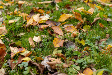 Beautiful yellow foliage of trees on green grass